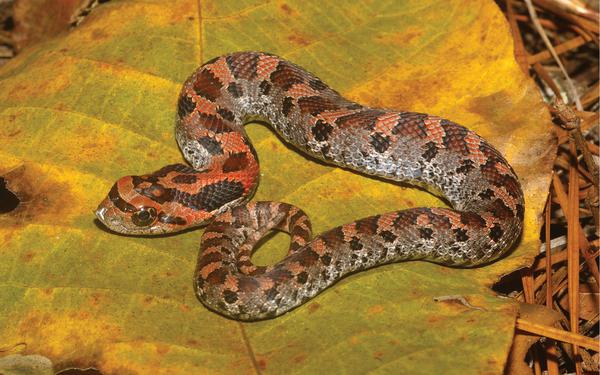 Snake with orange, red, and brown markings and an upturned nose sitting on a large, yellowing leaf.